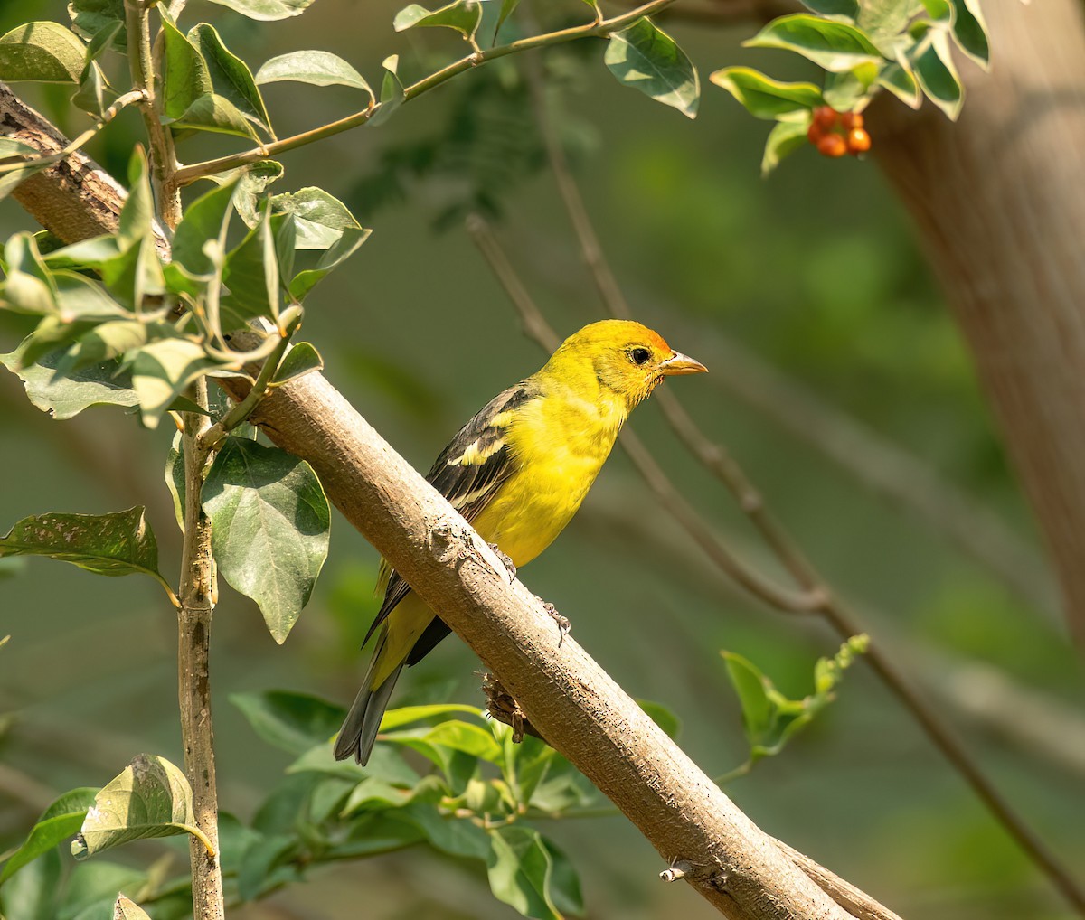 Western Tanager - ML618505340