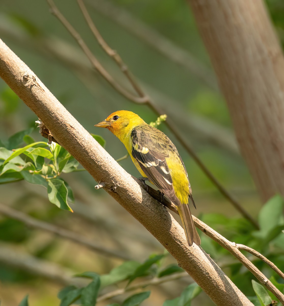 Western Tanager - ML618505341