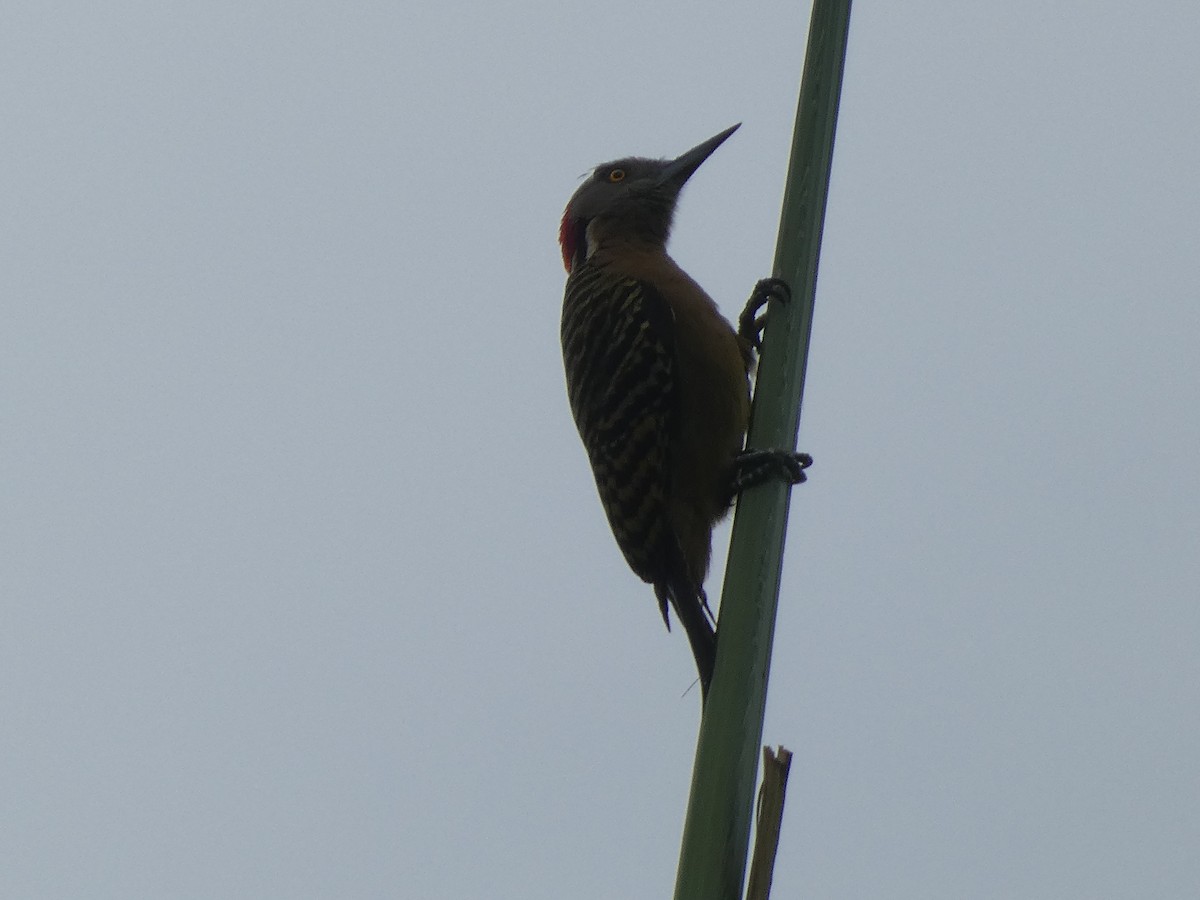 Hispaniolan Woodpecker - ML618505346