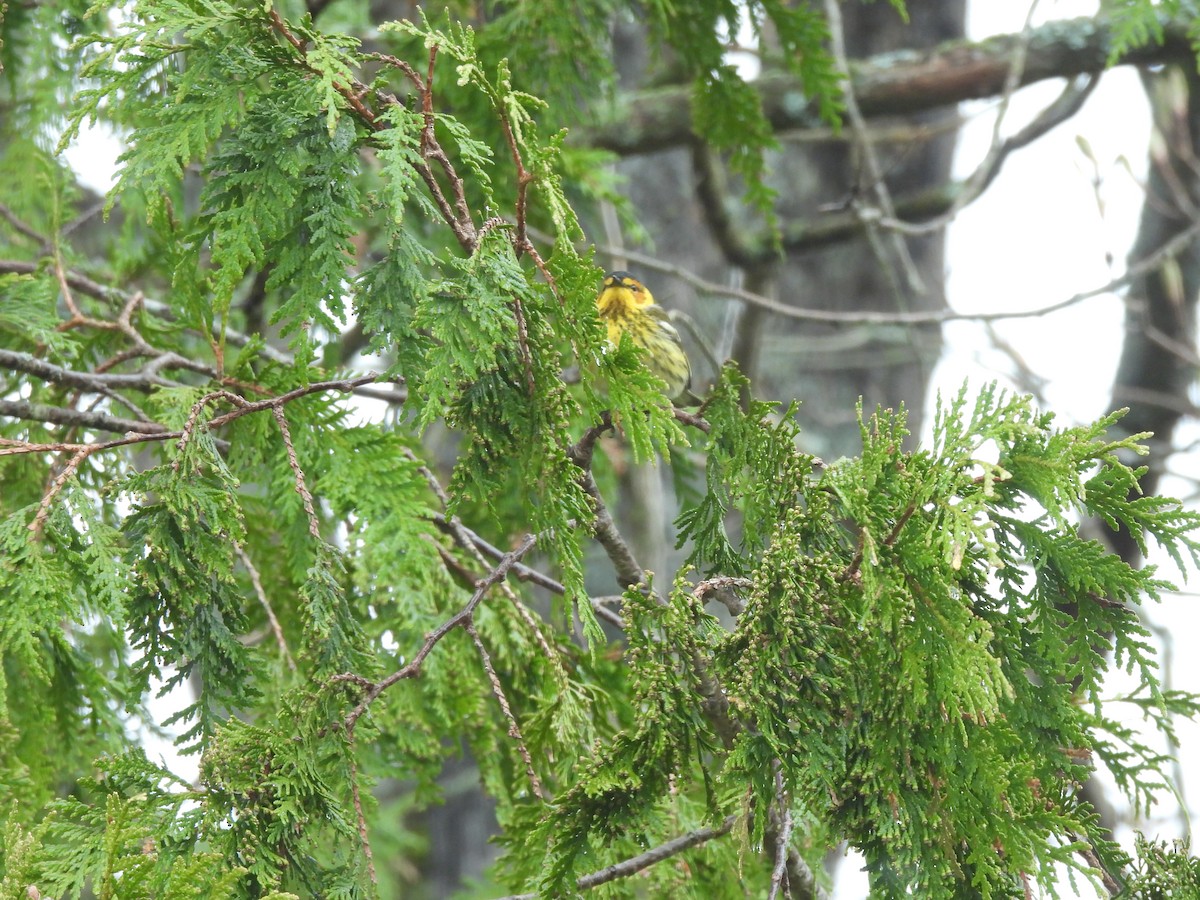 Cape May Warbler - ML618505349