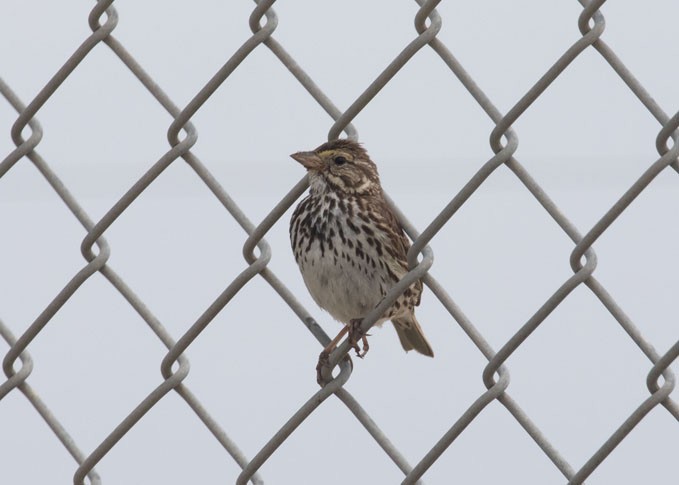 Savannah Sparrow - ML618505354