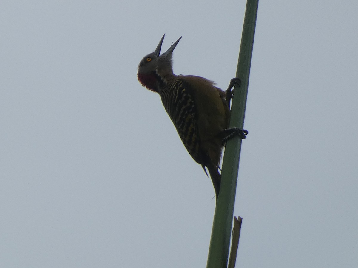 Hispaniolan Woodpecker - ML618505363