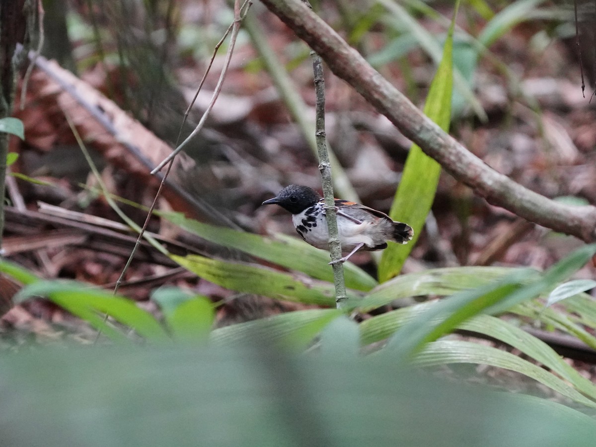 Spotted Antbird - ML618505373