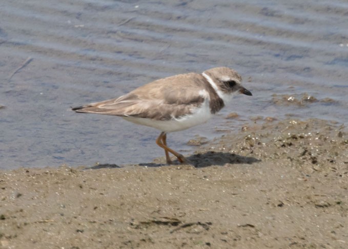 Semipalmated Plover - ML618505388
