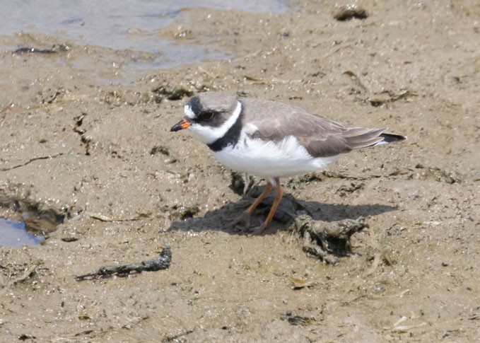 Semipalmated Plover - ML618505389