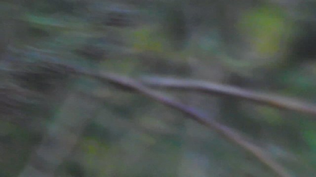 褐頭鷦鶯 - ML618505417