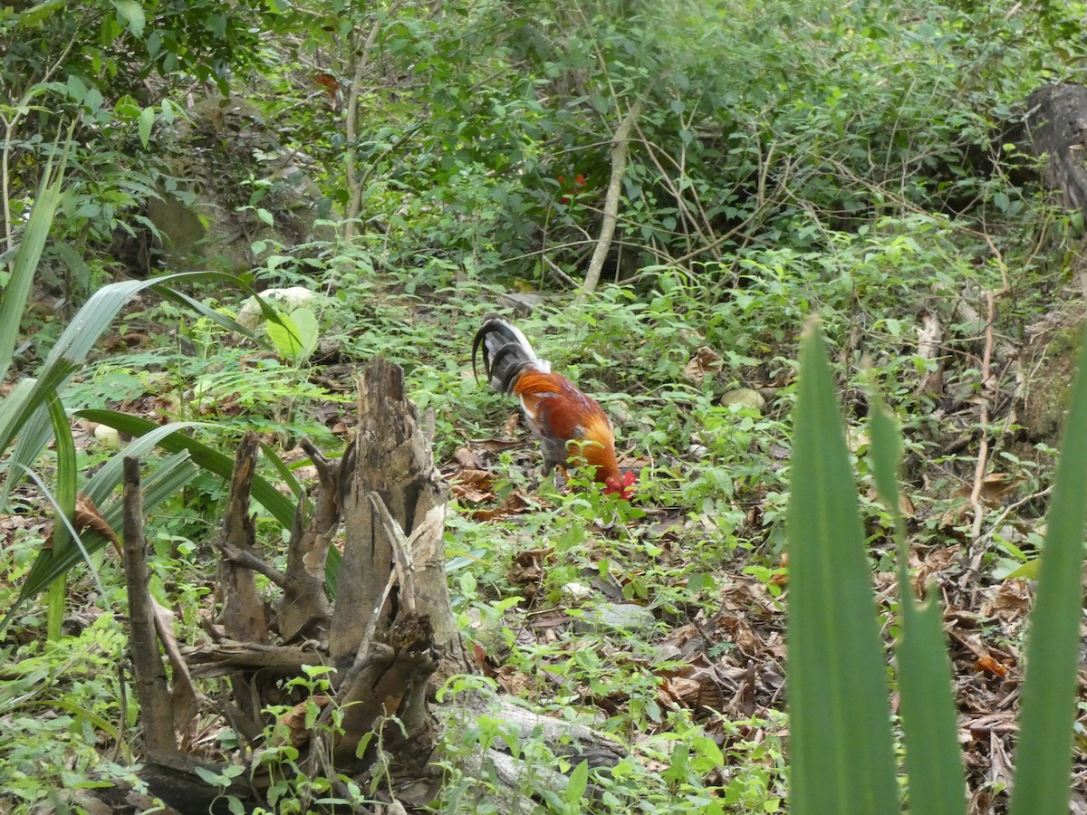 Red Junglefowl (Domestic type) - ML618505419