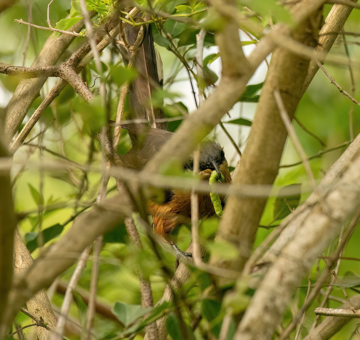 Mangrove Cuckoo - ML618505431