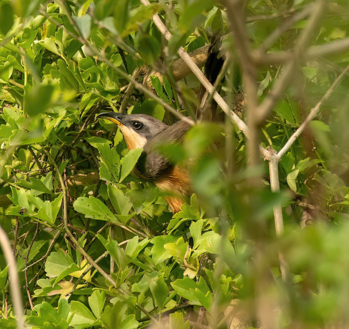 Mangrove Cuckoo - ML618505436
