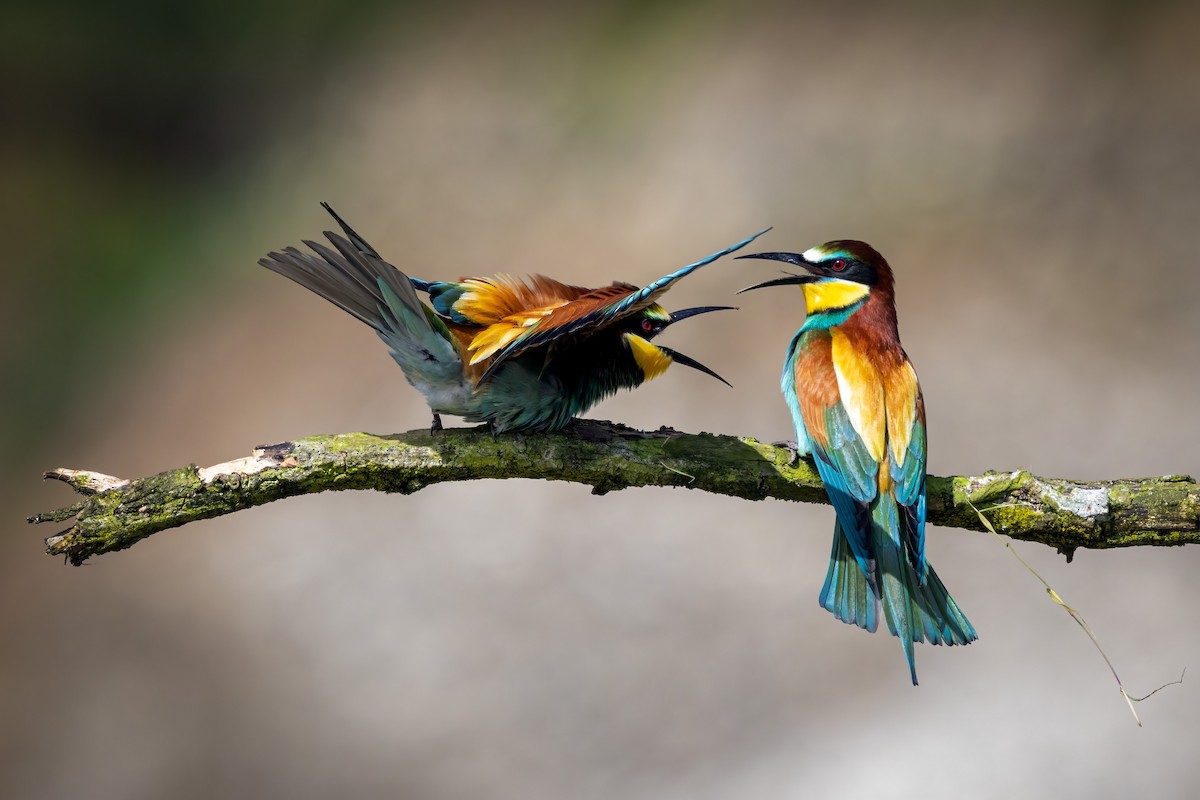 European Bee-eater - ML618505437