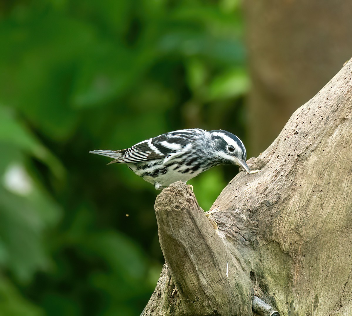Black-and-white Warbler - ML618505468