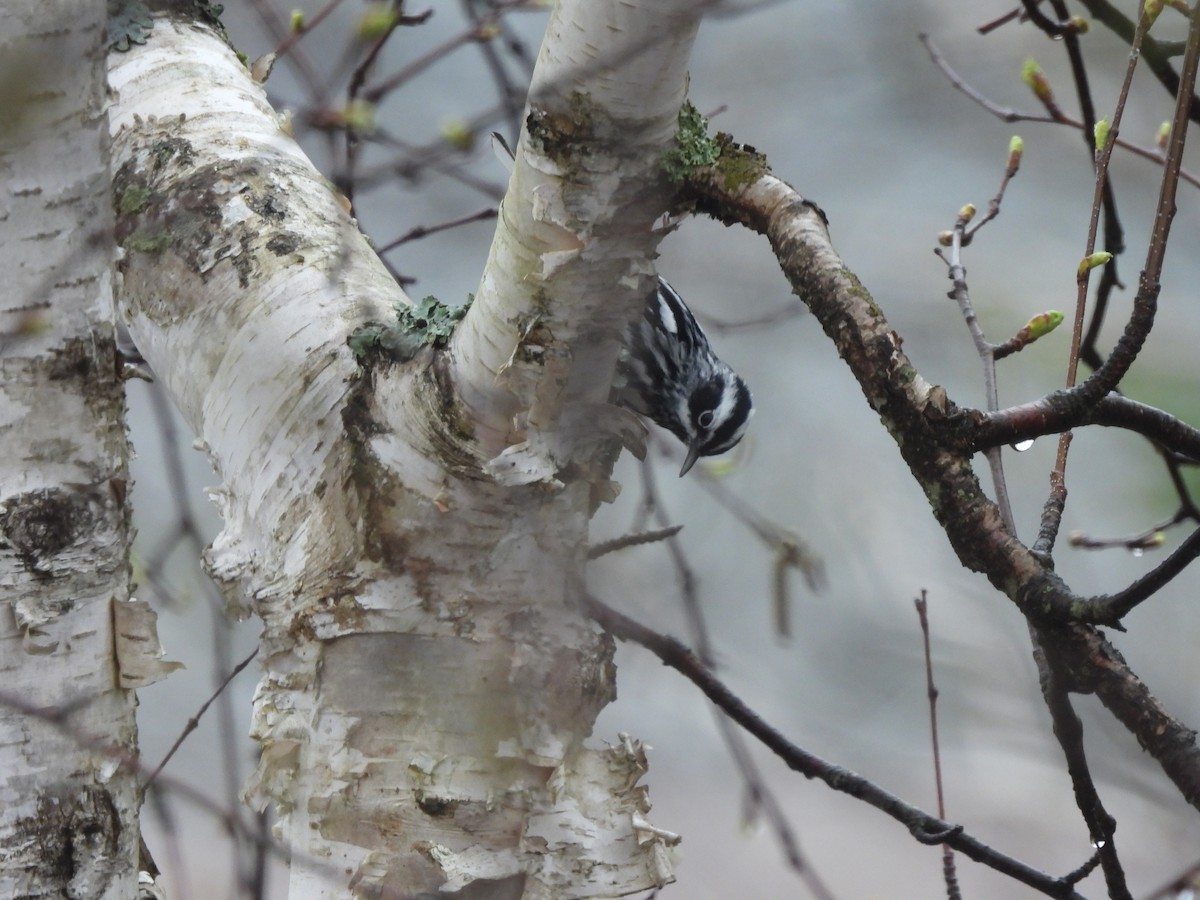 Black-and-white Warbler - ML618505484