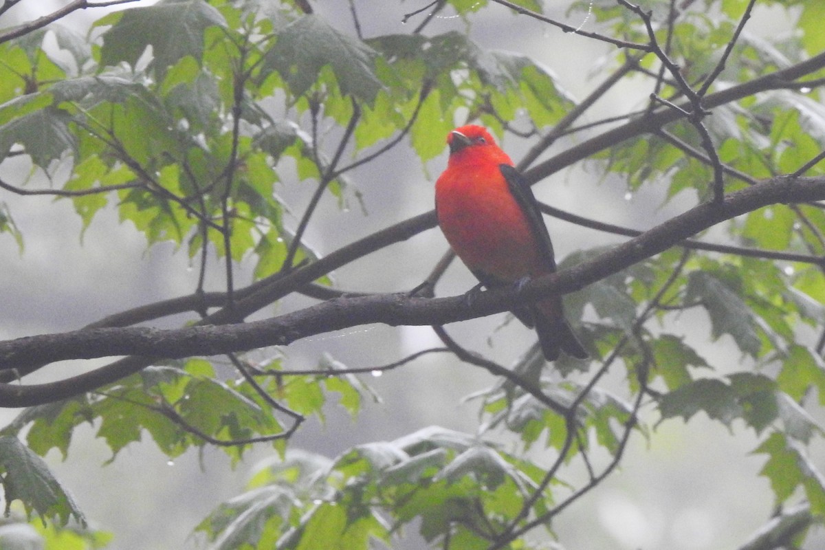 Scarlet Tanager - ML618505546