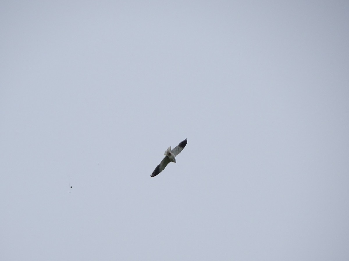 Black-winged Kite - ML618505571