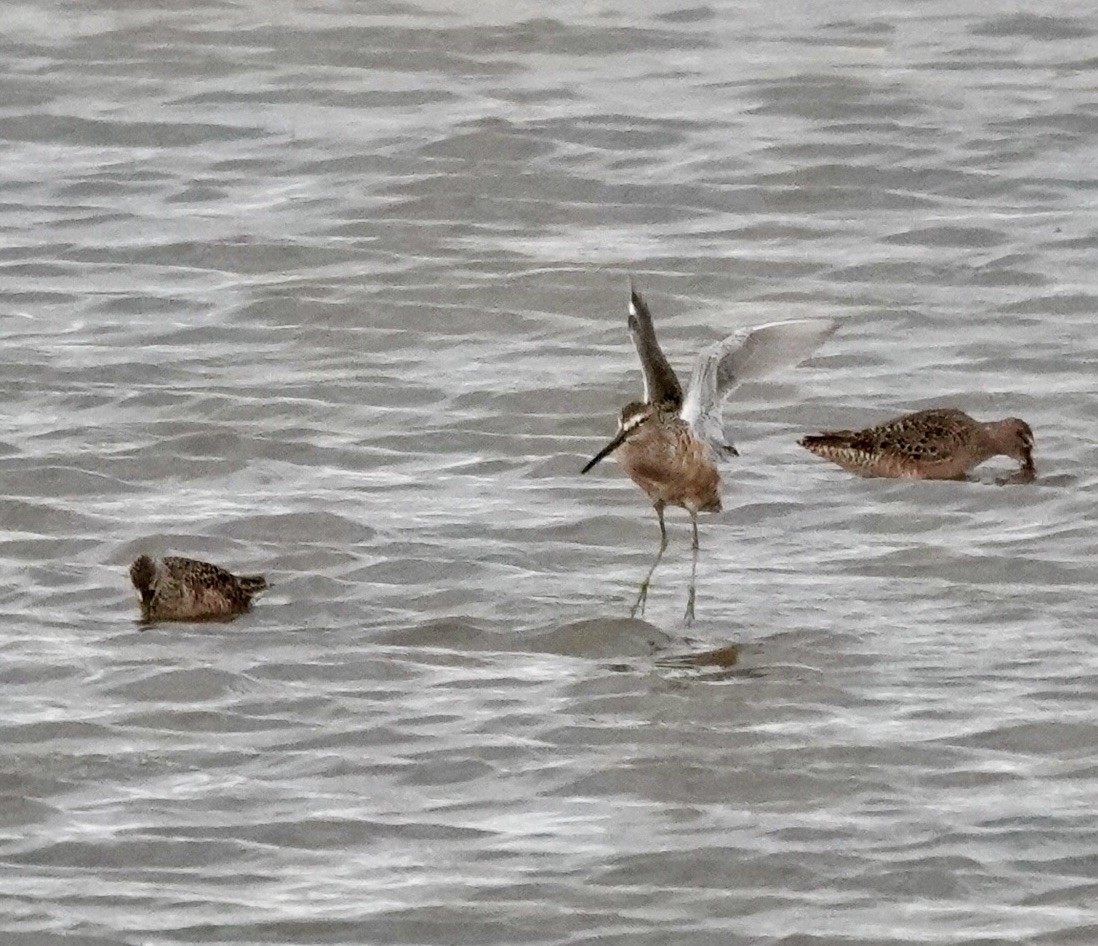 Long-billed Dowitcher - ML618505644