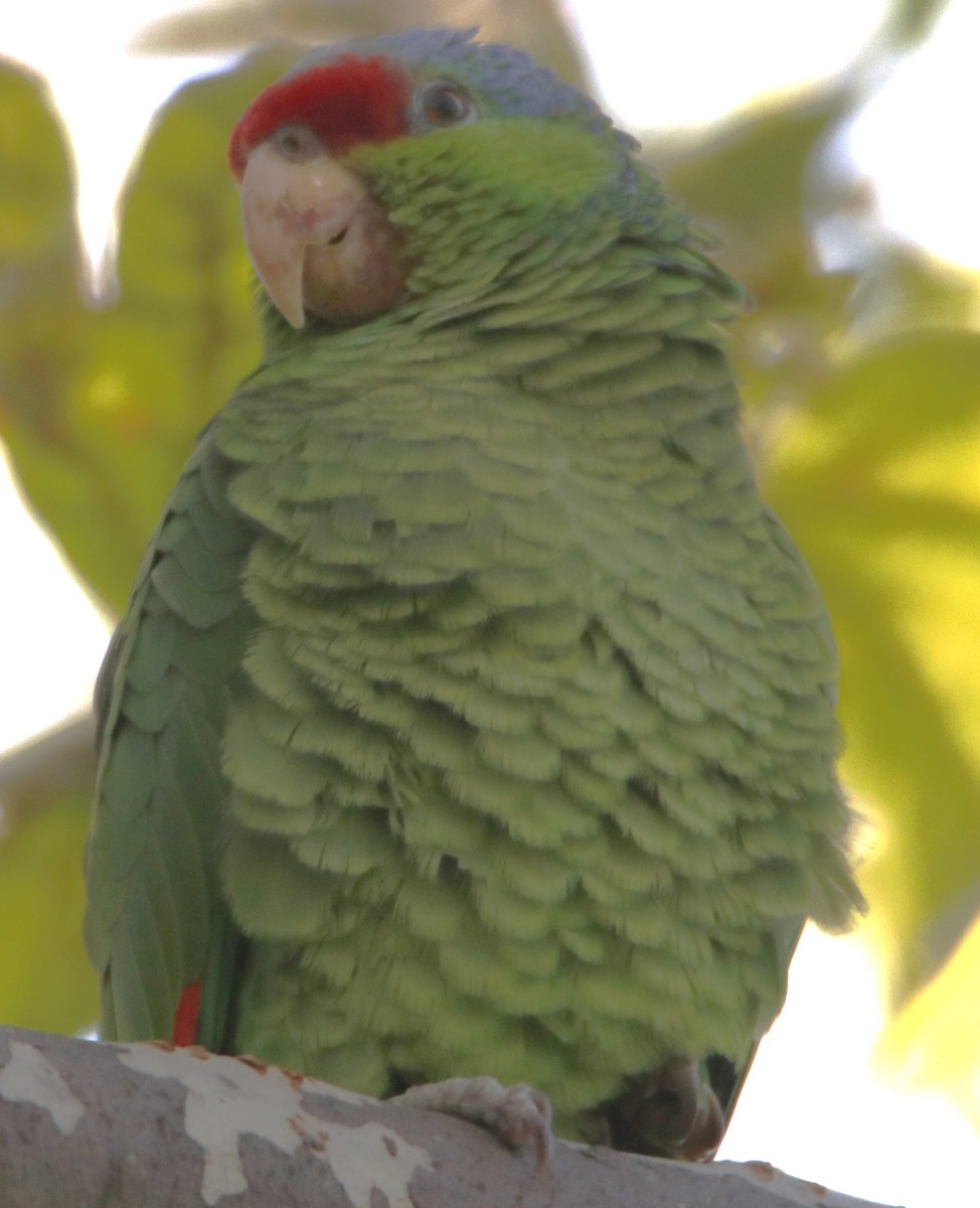 Lilac-crowned Parrot - ML618505674