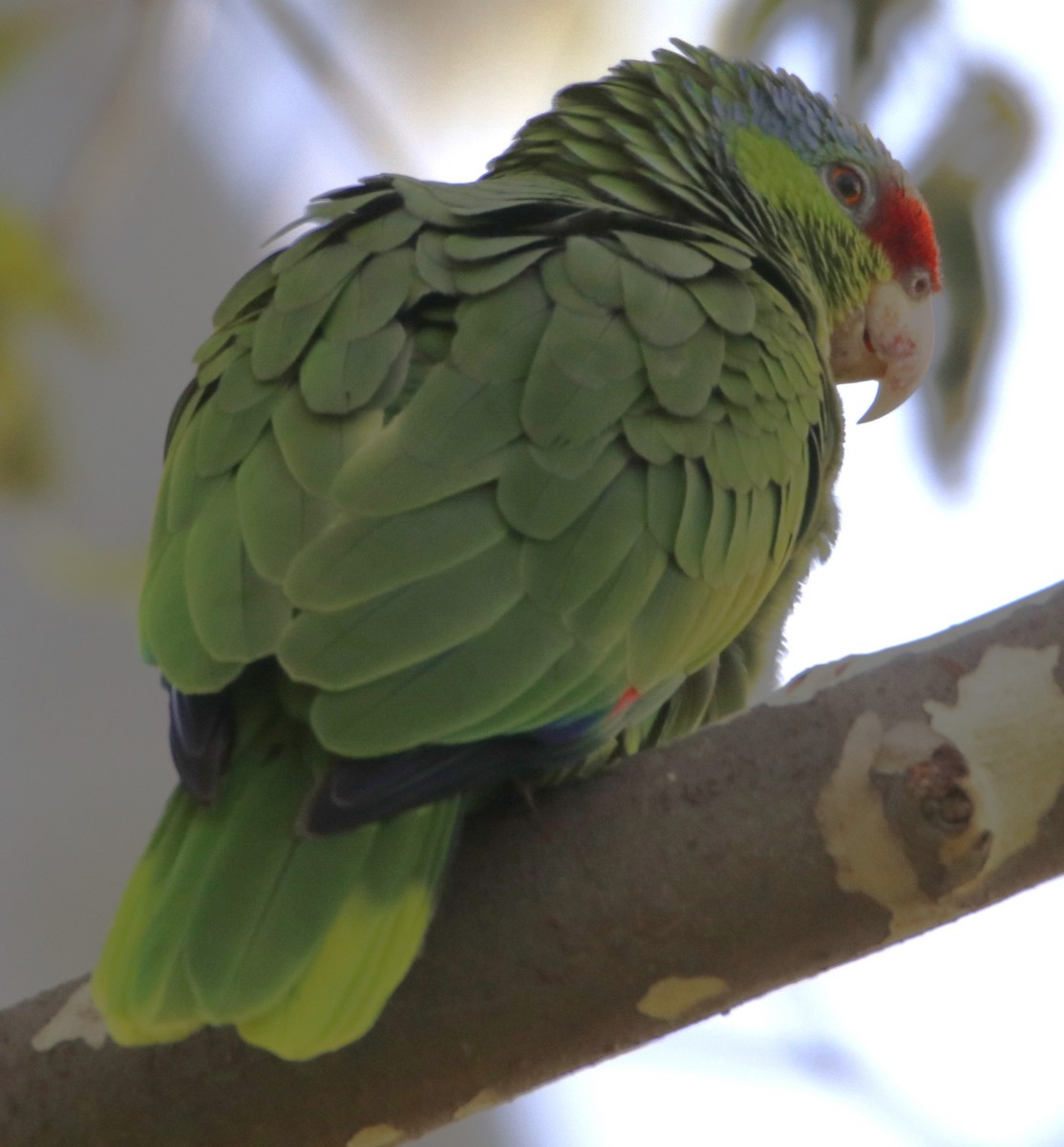 Lilac-crowned Parrot - ML618505675