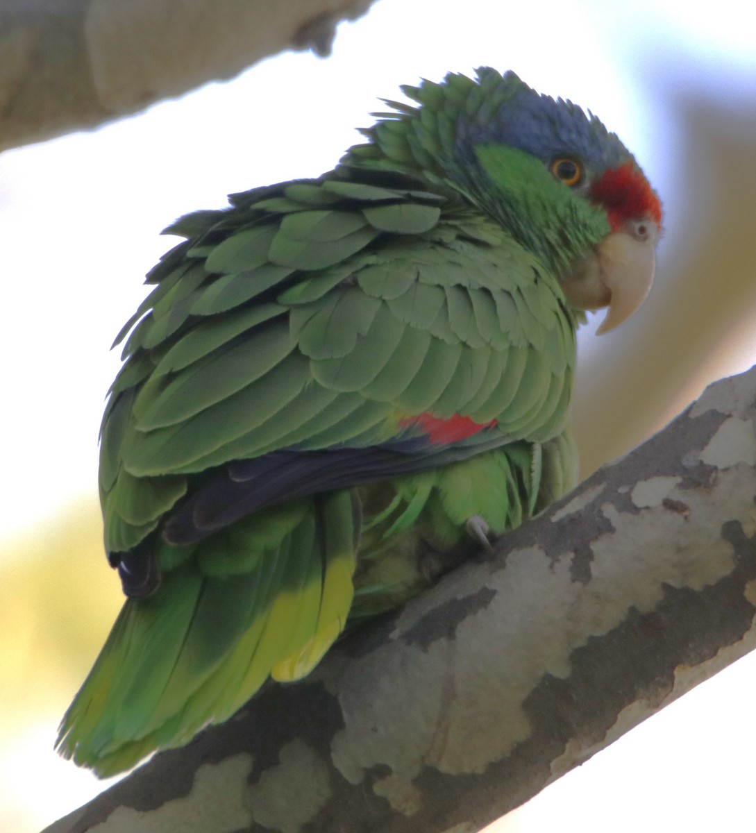 Lilac-crowned Parrot - ML618505676