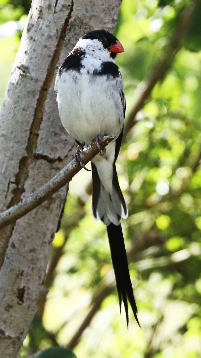 Pin-tailed Whydah - ML618505686