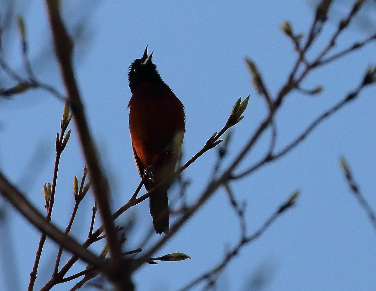 Orchard Oriole - ML618505691