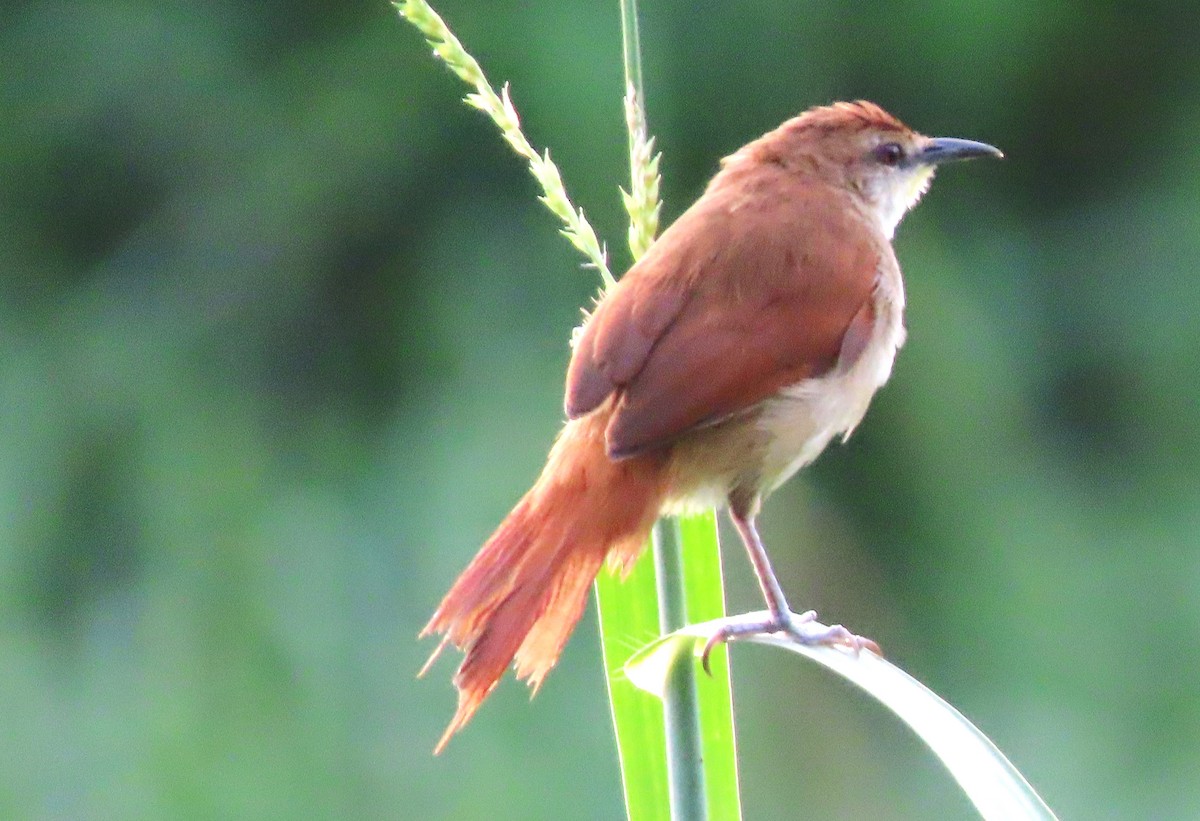 Yellow-chinned Spinetail - ML618505698