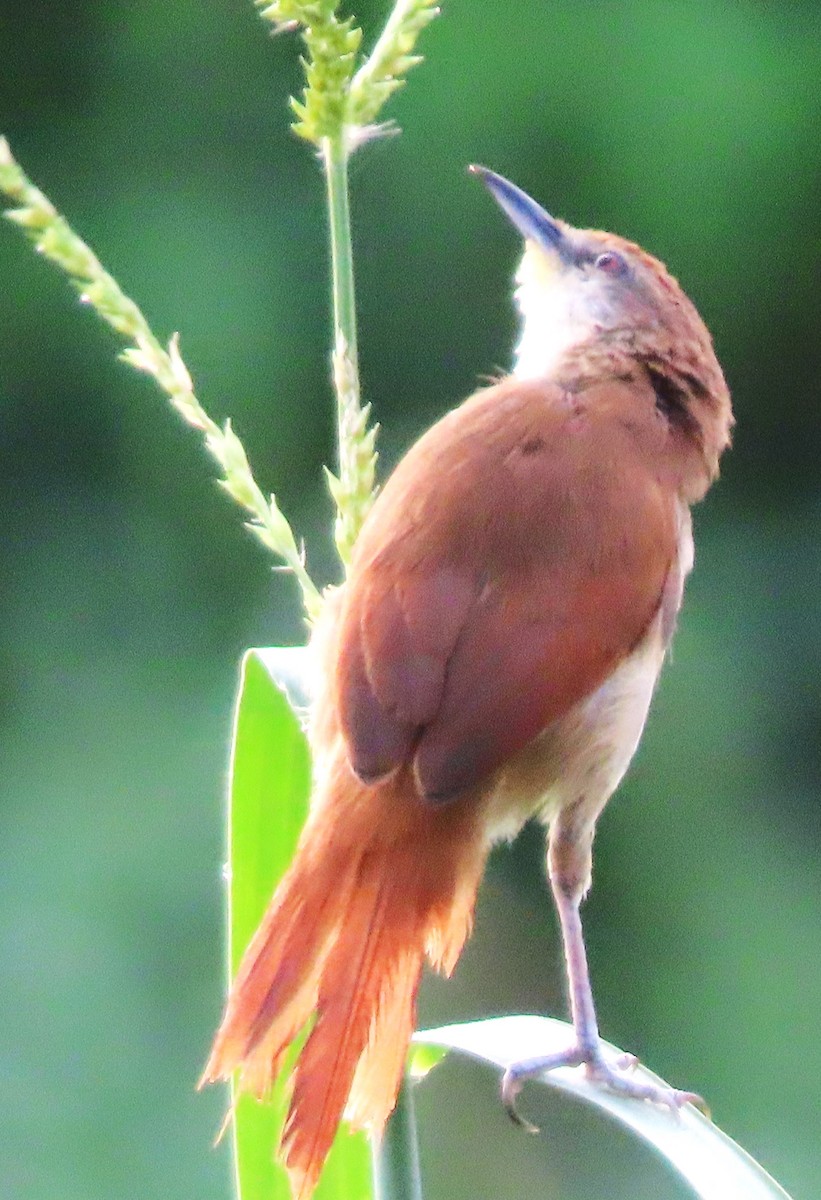 Yellow-chinned Spinetail - ML618505704