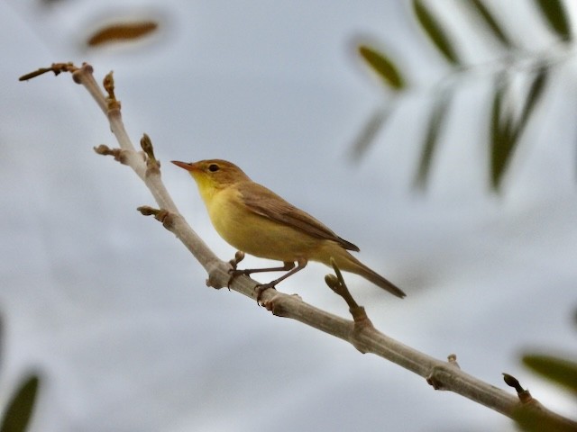 Melodious Warbler - Peter Ashley