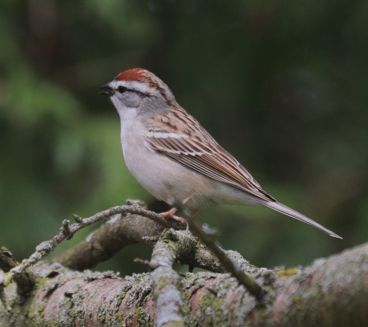 Chipping Sparrow - ML618505735