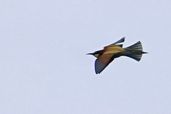 European Bee-eater - ML618505743