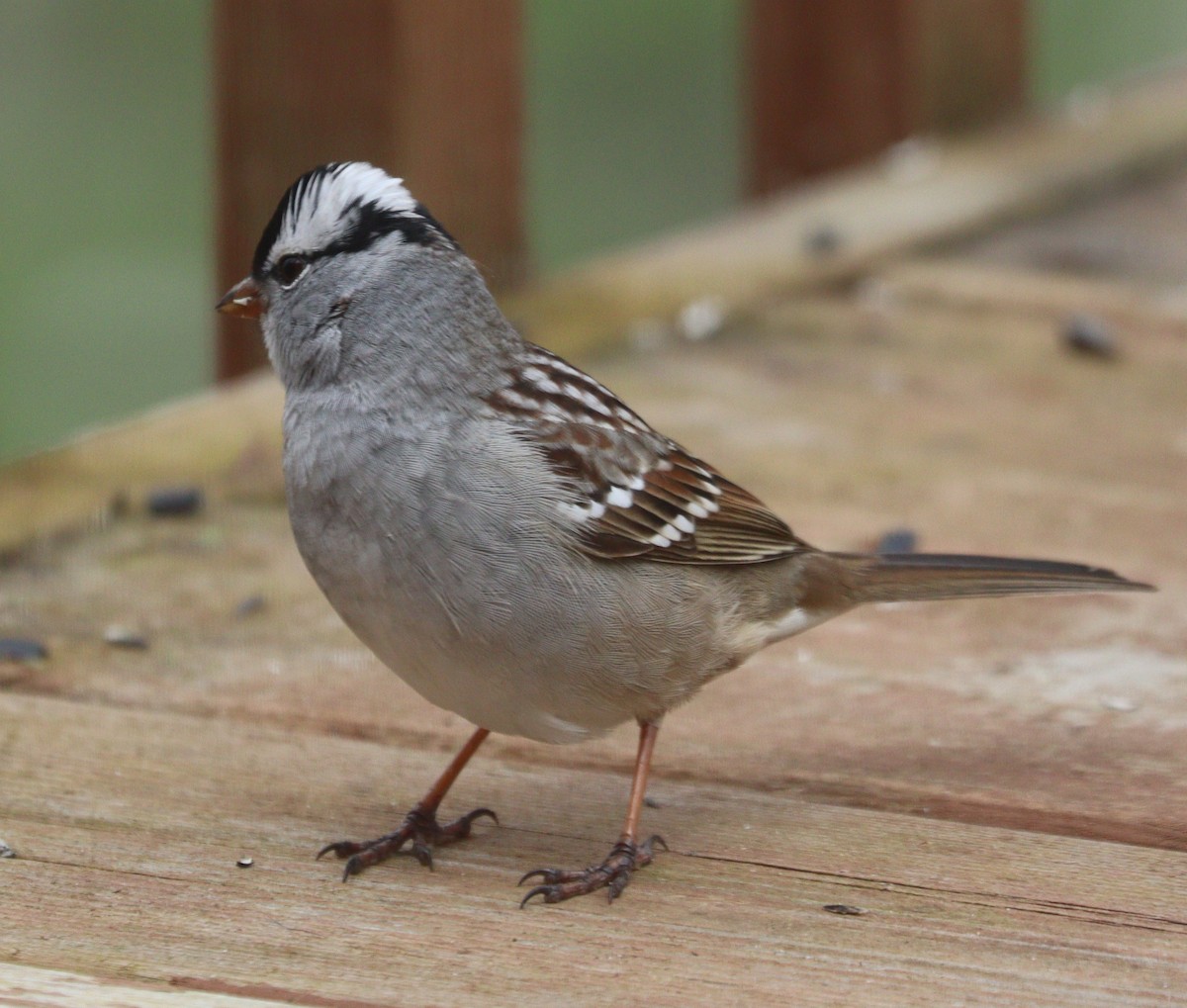 White-crowned Sparrow - ML618505755