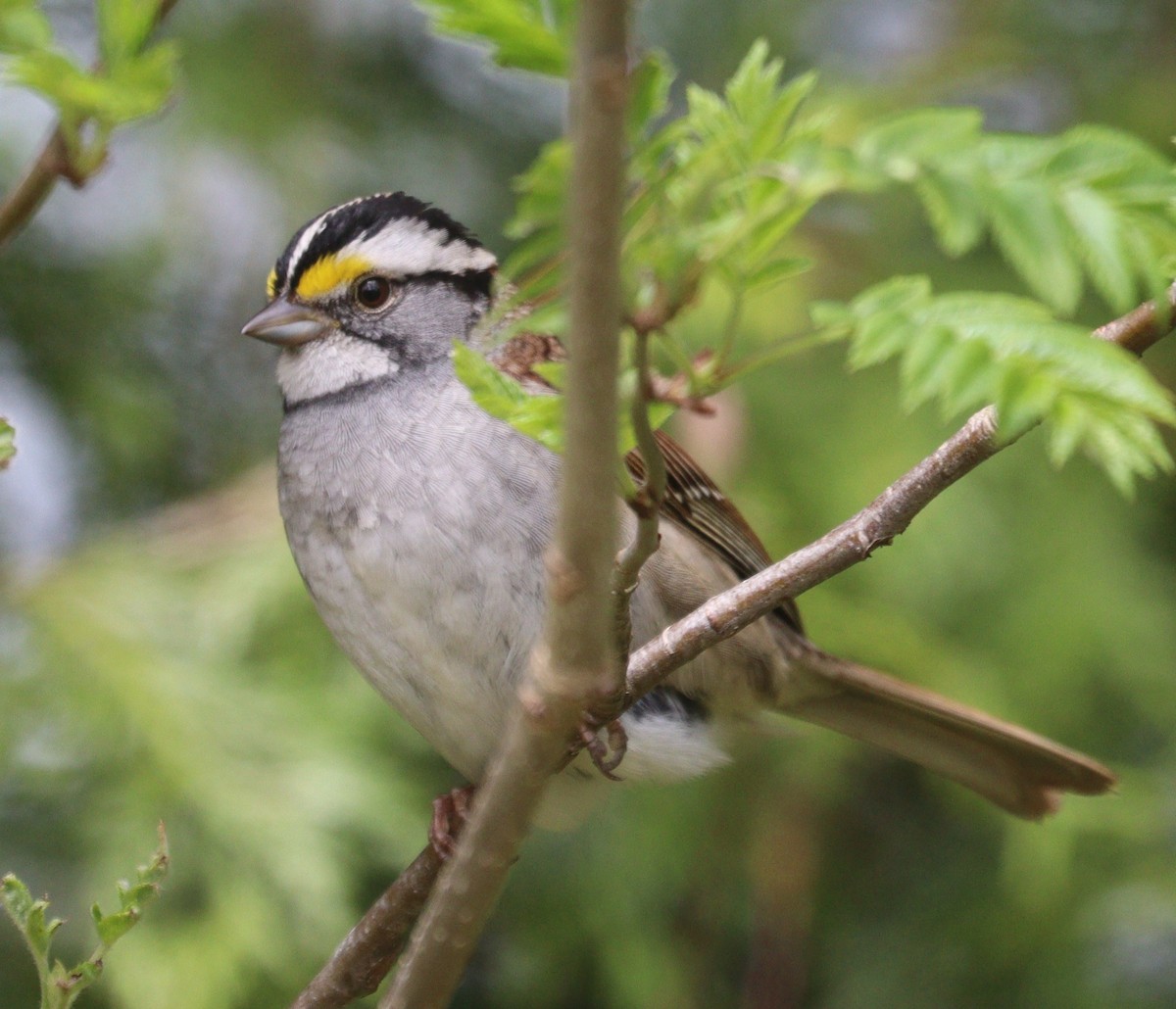 White-throated Sparrow - ML618505771