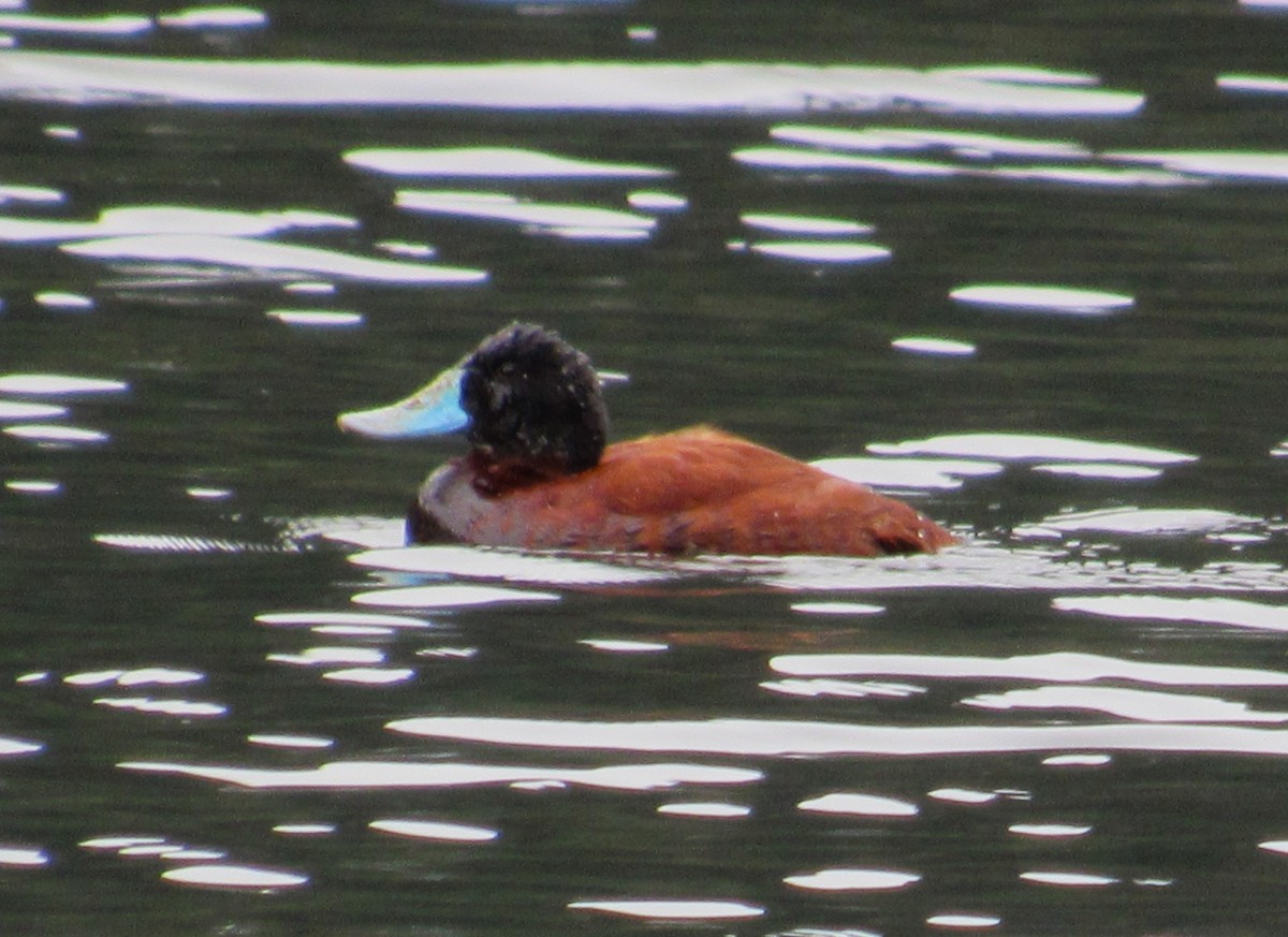 Andean Duck - ML618505782