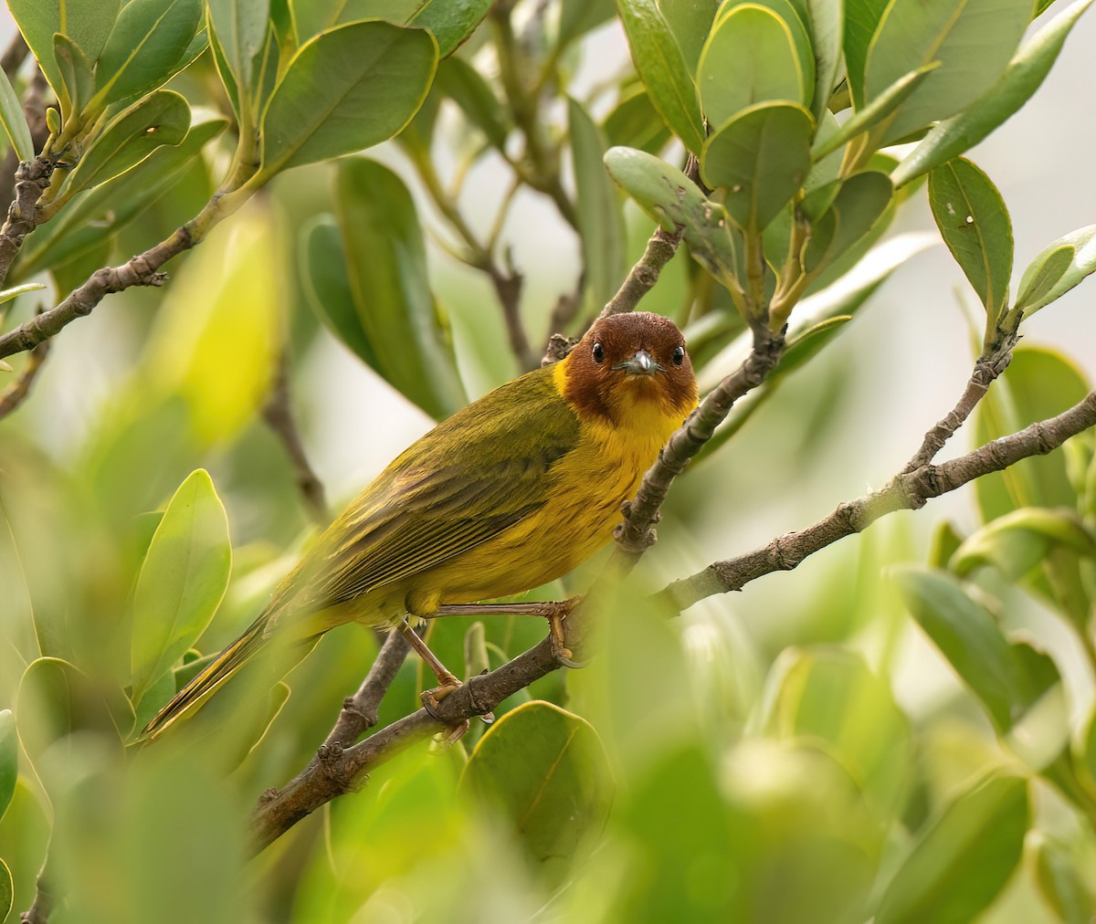 Yellow Warbler (Mangrove) - Charlie Plimpton