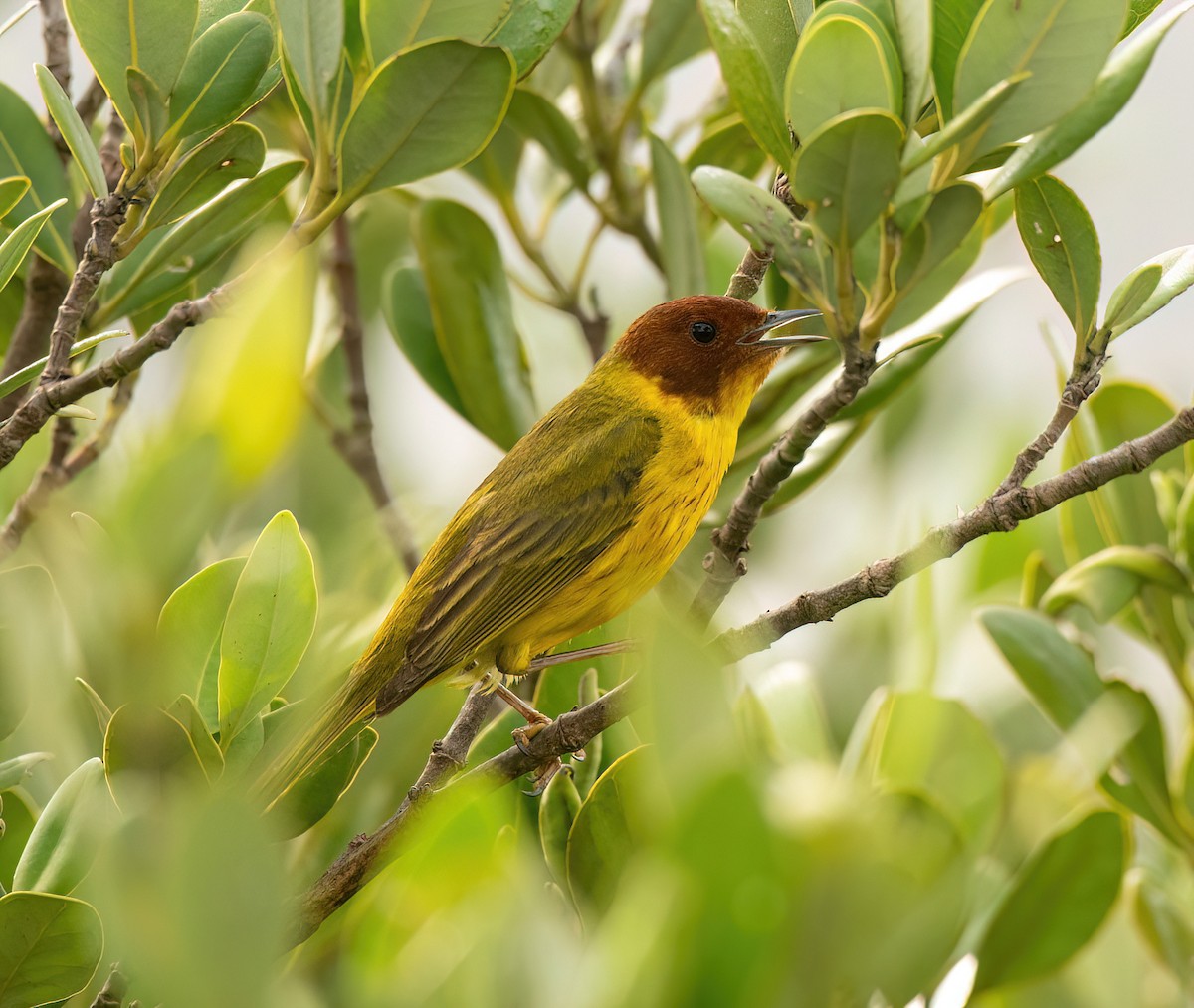 Yellow Warbler (Mangrove) - ML618505803
