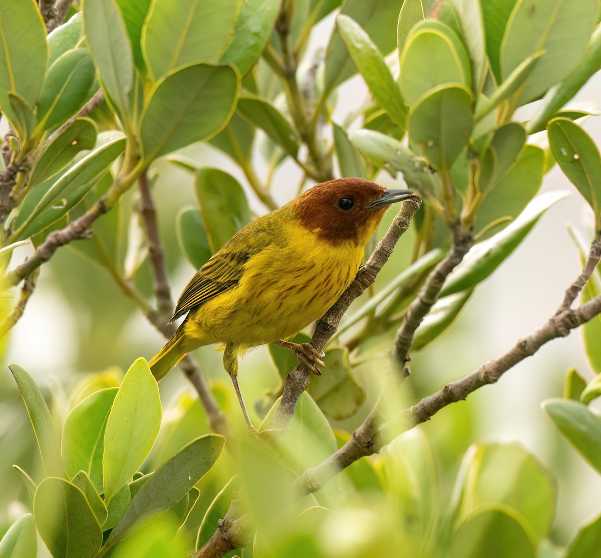 Yellow Warbler (Mangrove) - ML618505804