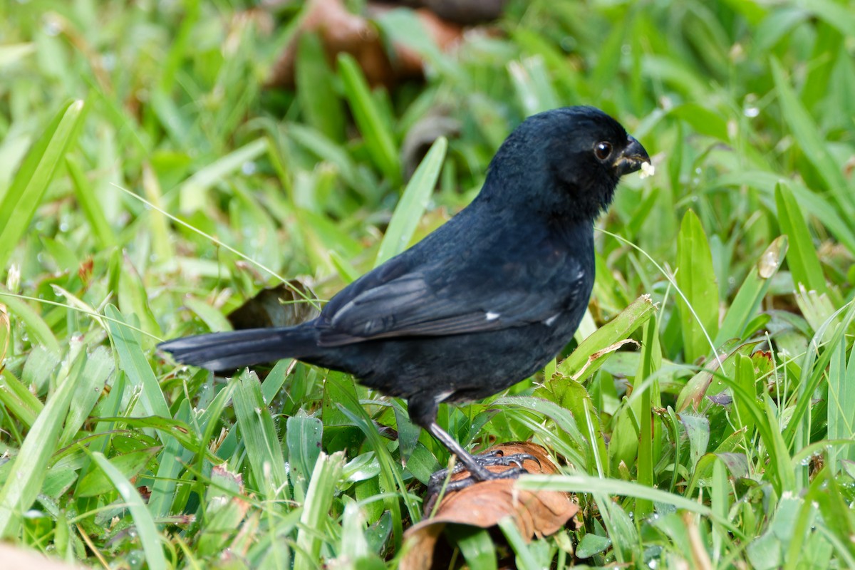 Variable Seedeater - ML618505833