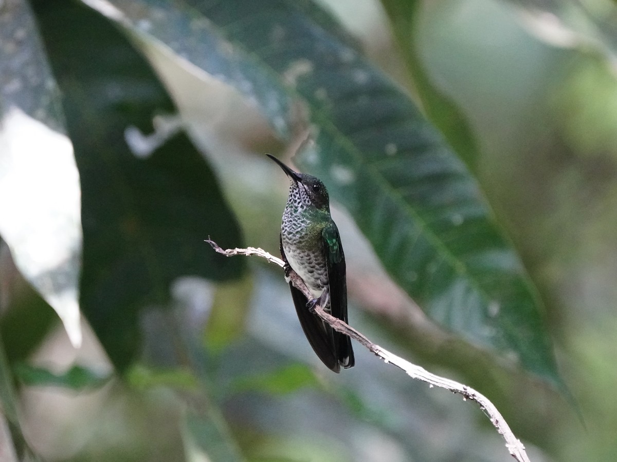 Blue-chested Hummingbird - ML618505878