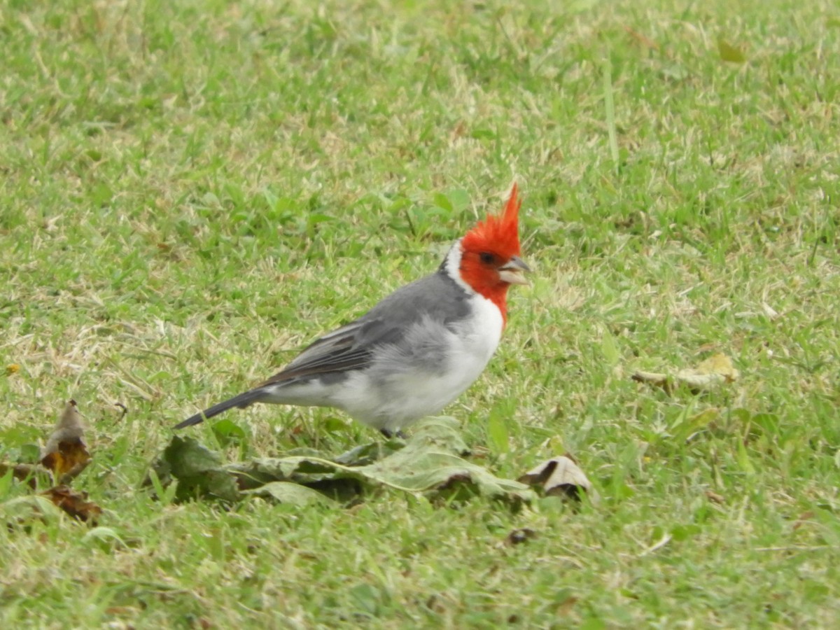 Red-crested Cardinal - ML618505930