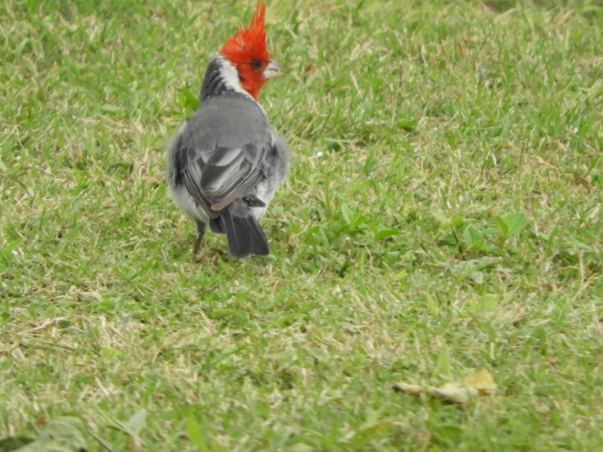 Red-crested Cardinal - ML618505931