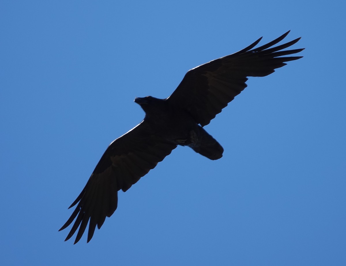 Common Raven - ML618505947