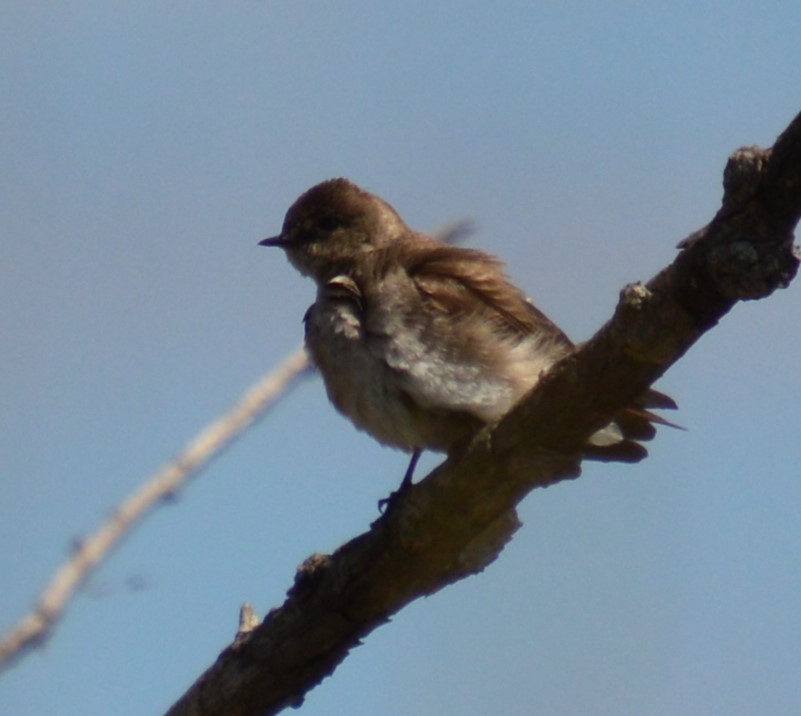 Northern Rough-winged Swallow - ML618505951