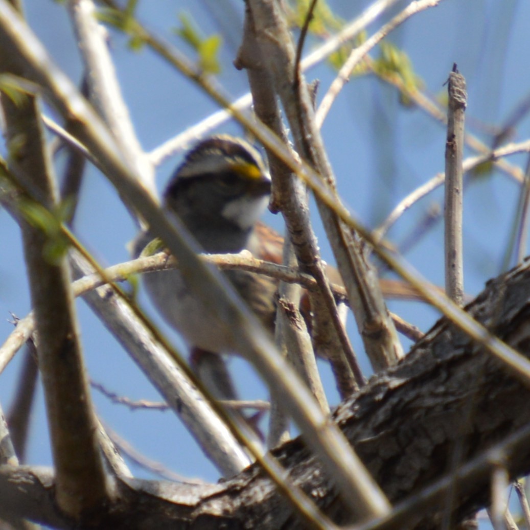 White-throated Sparrow - ML618505959