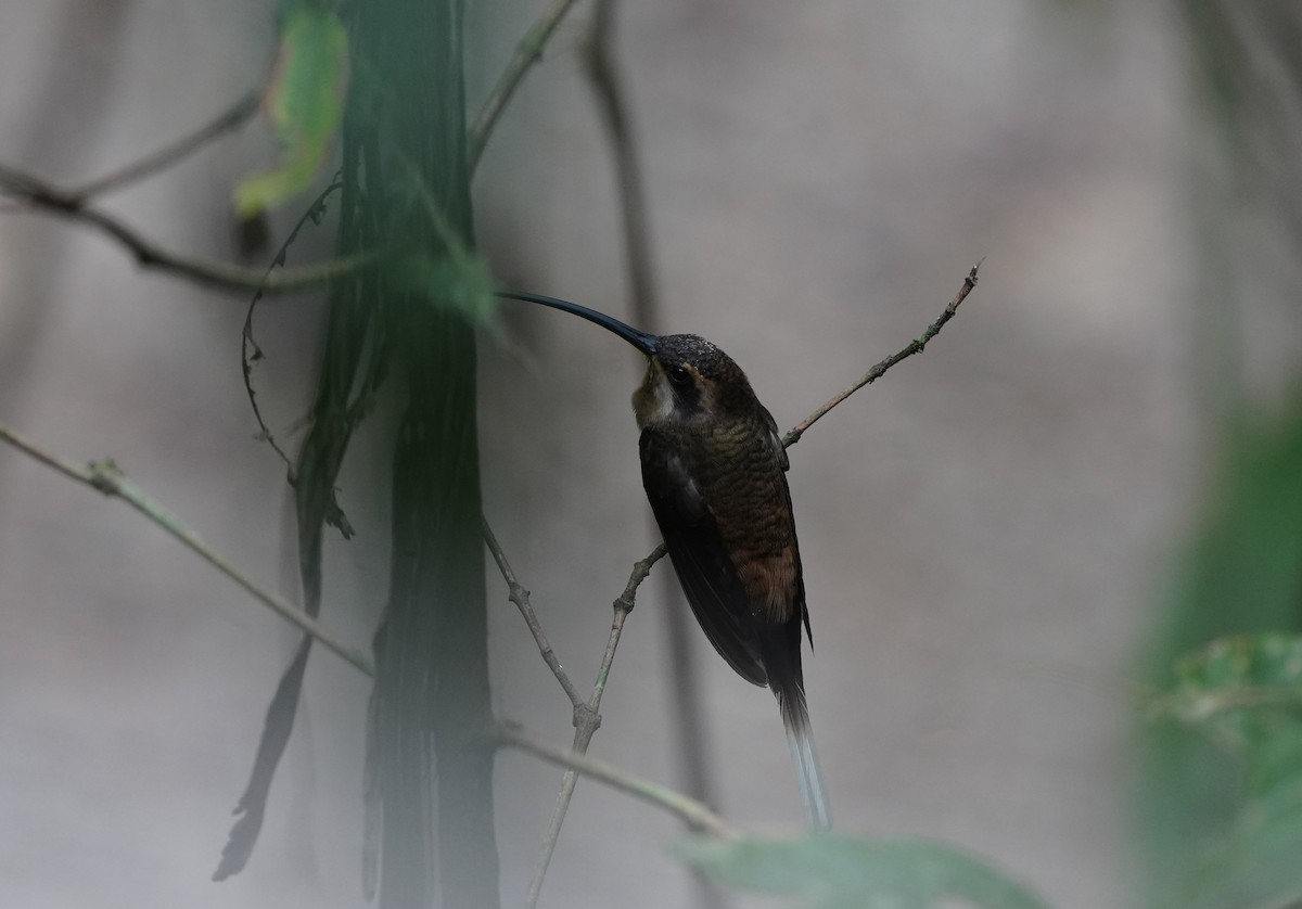 kolibřík tmavolící - ML618505967