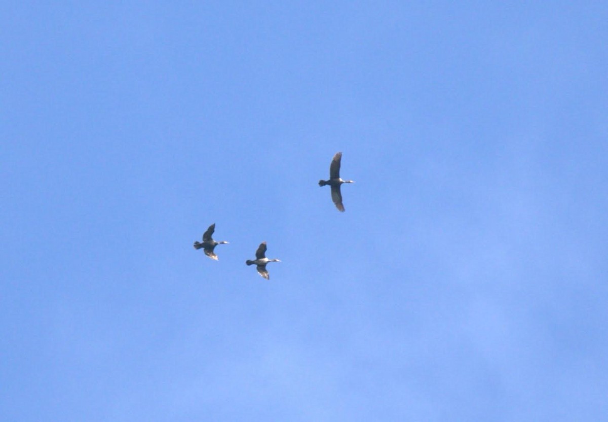 Double-crested Cormorant - ML618505974