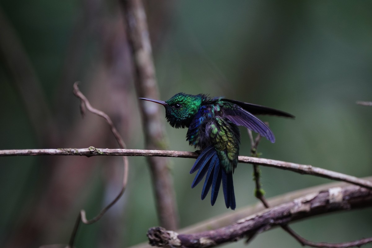 Violet-bellied Hummingbird - ML618506019