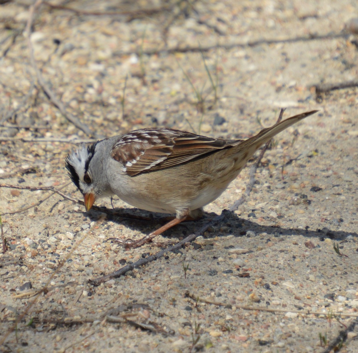 White-crowned Sparrow - ML618506023