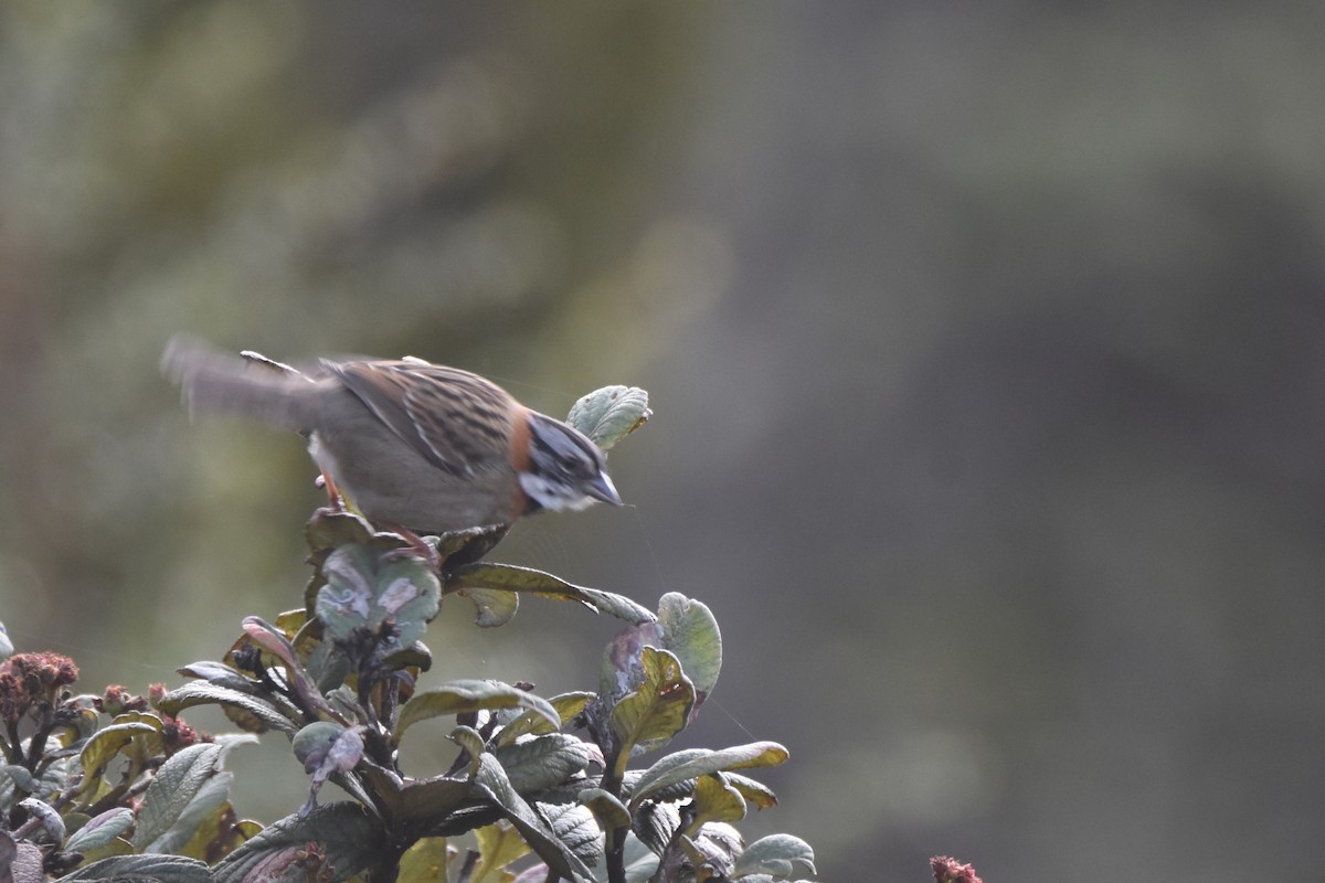 Rufous-collared Sparrow (Rufous-collared) - ML618506028