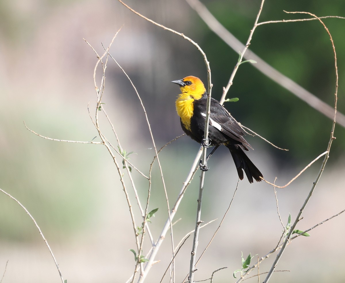Yellow-headed Blackbird - ML618506062