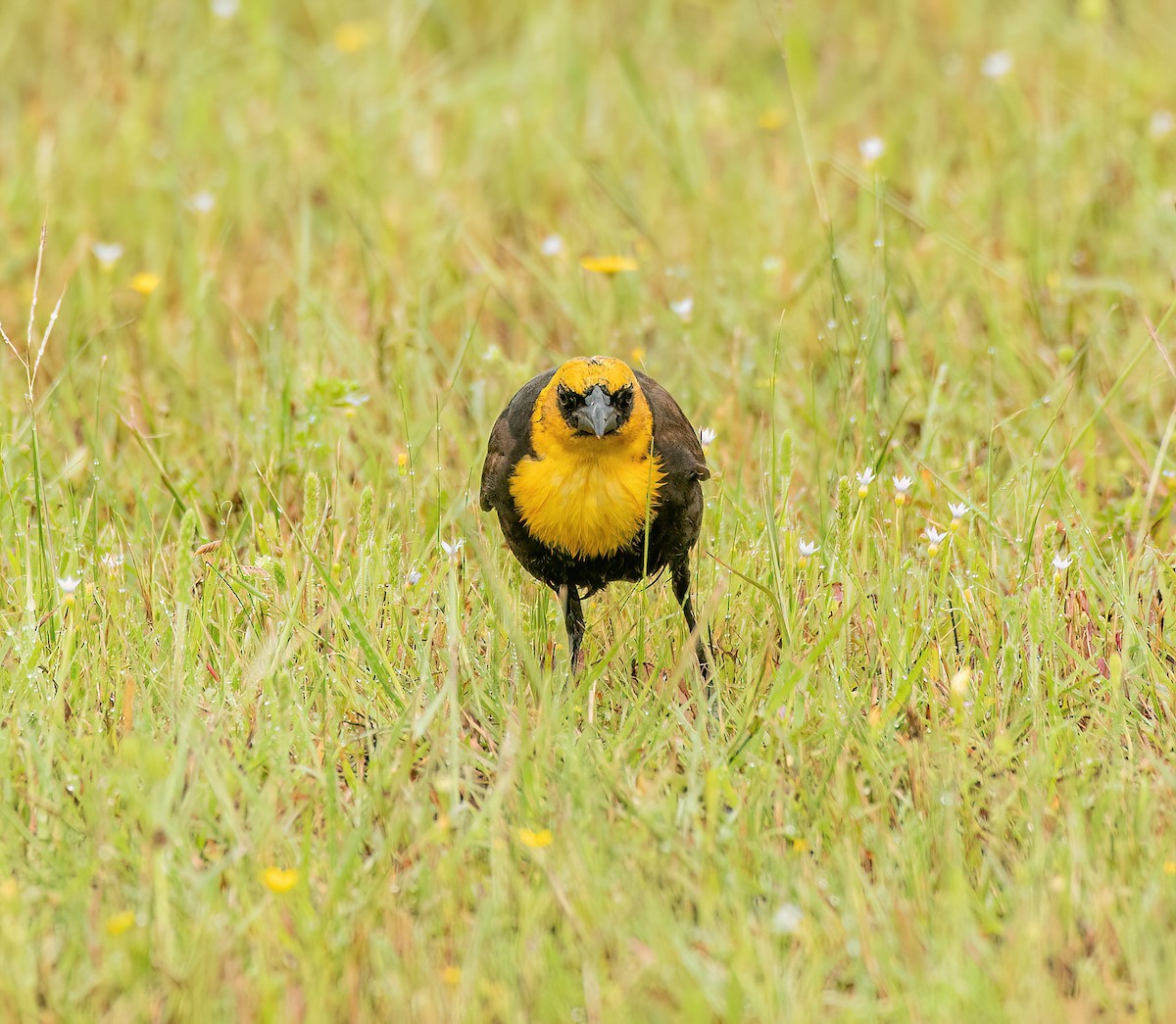 Yellow-headed Blackbird - Charlie Plimpton