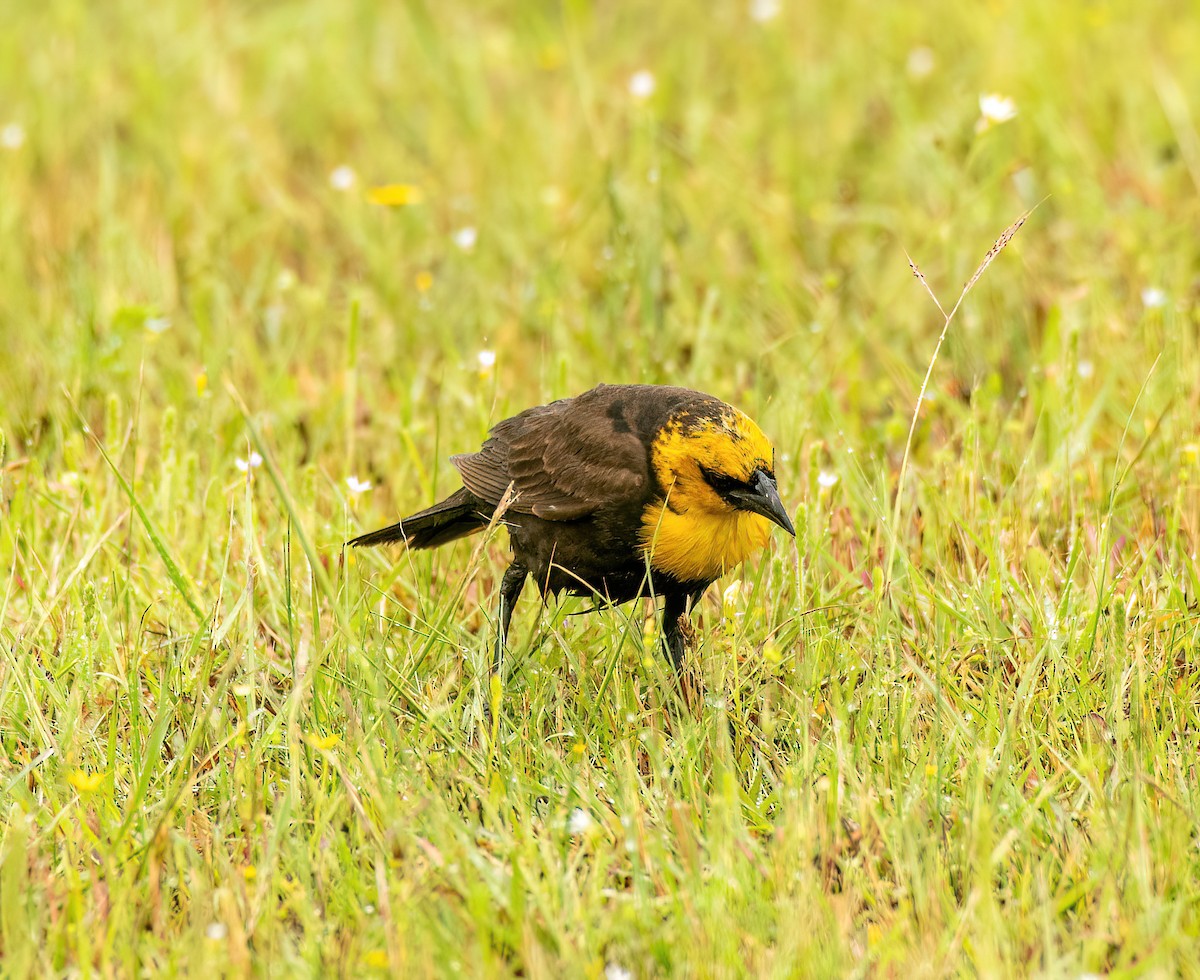 Yellow-headed Blackbird - ML618506070